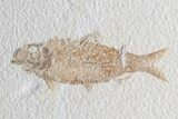 Multiple Knightia Fossil Fish - Wyoming #75984-1